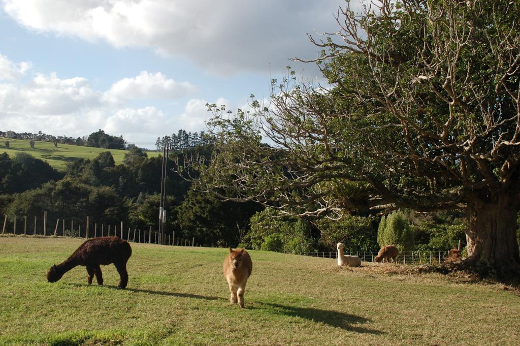 Kohinui Glade Holiday Cottage Parua Bay Esterno foto